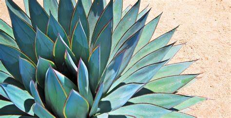 Agave Nectar (Odor Eliminating Candle)