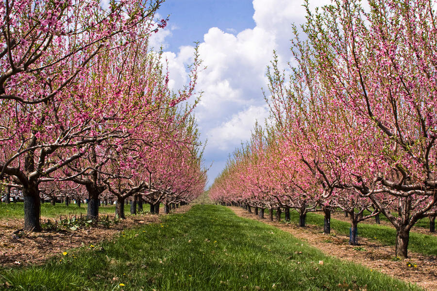 Botanical Orchard And Nectar